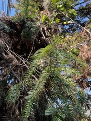 Cunninghamia lanceolata
