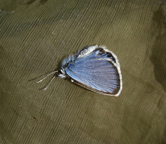 Plebejus idas cleobis