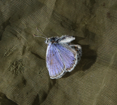 Plebejus idas cleobis