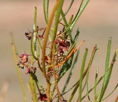Dodonaea pinifolia