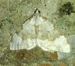 Coenotephria tophaceata