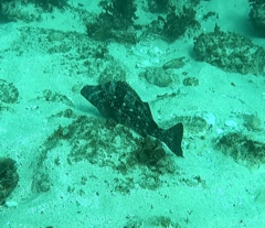 Aplodactylus lophodon