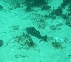Aplodactylus lophodon