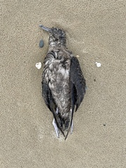 Ardenna tenuirostris