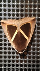Chalciope mygdon
