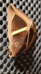 Chalciope mygdon