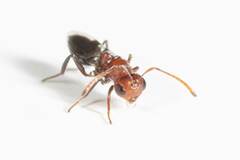 Hexacladia