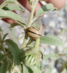 Leptinotarsa defecta