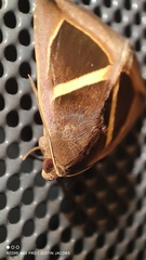Chalciope mygdon