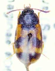 Mycetophagus punctatus