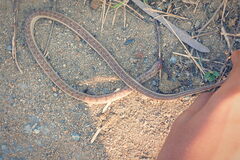 Oligodon taeniolatus