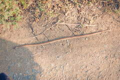 Oligodon taeniolatus