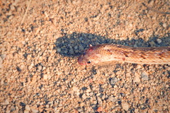 Oligodon taeniolatus