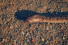 Oligodon taeniolatus