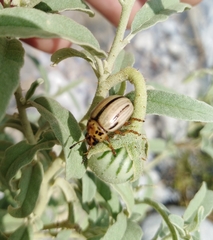 Leptinotarsa defecta