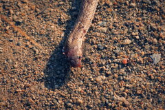 Oligodon taeniolatus