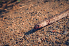 Oligodon taeniolatus