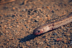 Oligodon taeniolatus