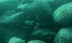 Trachinops taeniatus