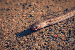 Oligodon taeniolatus