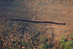 Oligodon taeniolatus