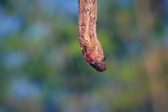 Oligodon taeniolatus