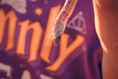 Oligodon taeniolatus