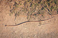 Oligodon taeniolatus