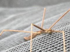 Clitumninae