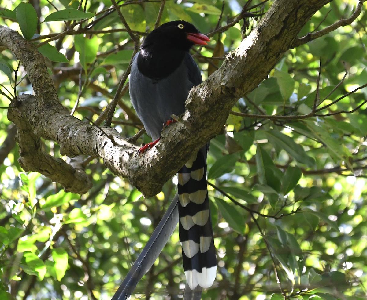 Taiwan Blue Magpie