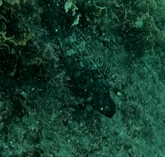 Aplodactylus lophodon