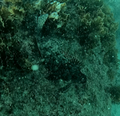 Aplodactylus lophodon