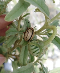 Leptinotarsa defecta