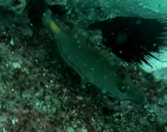 Meuschenia flavolineata