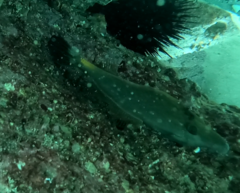 Meuschenia flavolineata