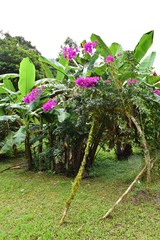 Bougainvillea glabra