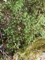 Bartramia pomiformis