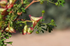 Dodonaea concinna