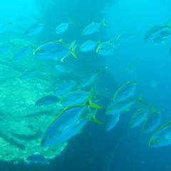 Caranx bartholomaei