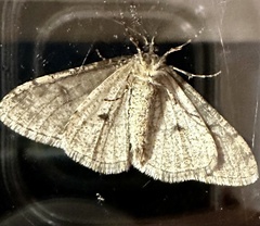 Phigalia denticulata