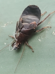 Diploptera punctata