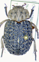 Omorgus punctatus