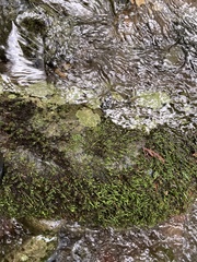 Scleropodium obtusifolium