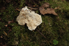 Climacocystis borealis