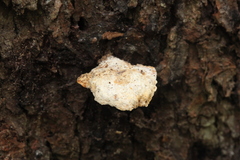 Climacocystis borealis