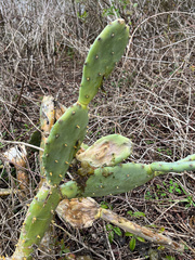 Opuntia stricta