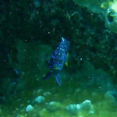 Microspathodon chrysurus