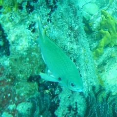 Azurina multilineata