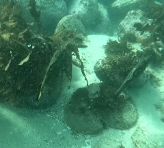 Meuschenia flavolineata