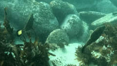 Meuschenia flavolineata